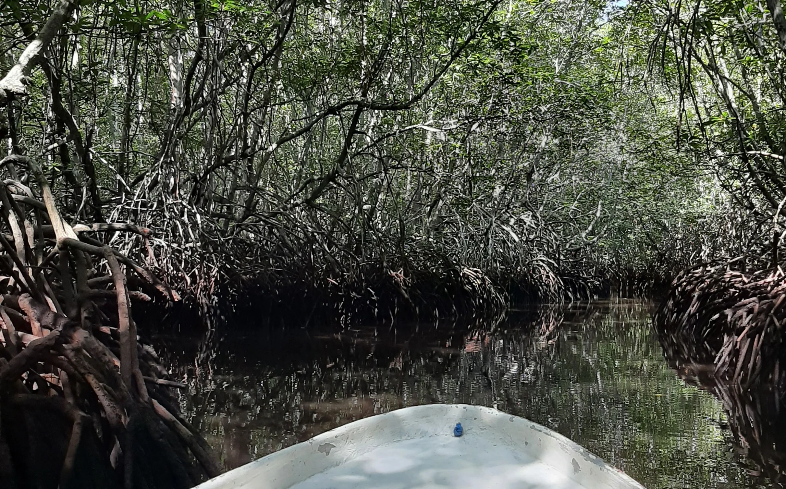 Mangrove